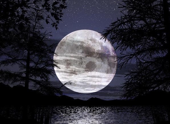Moonlight and trees