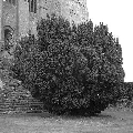 Yew tree in churchyard
